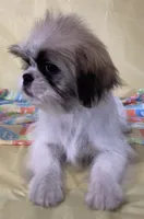 Baby, a female Shih Tzu for sale in Adel, GA – 3 of 5