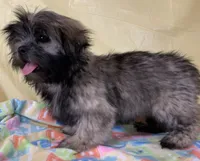 Sassy , a female Shih Tzu for sale in Adel, GA – 5 of 5