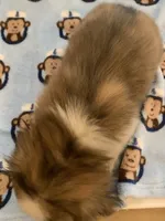 Bear, a male Shih Tzu for sale in Adel, GA – 4 of 6