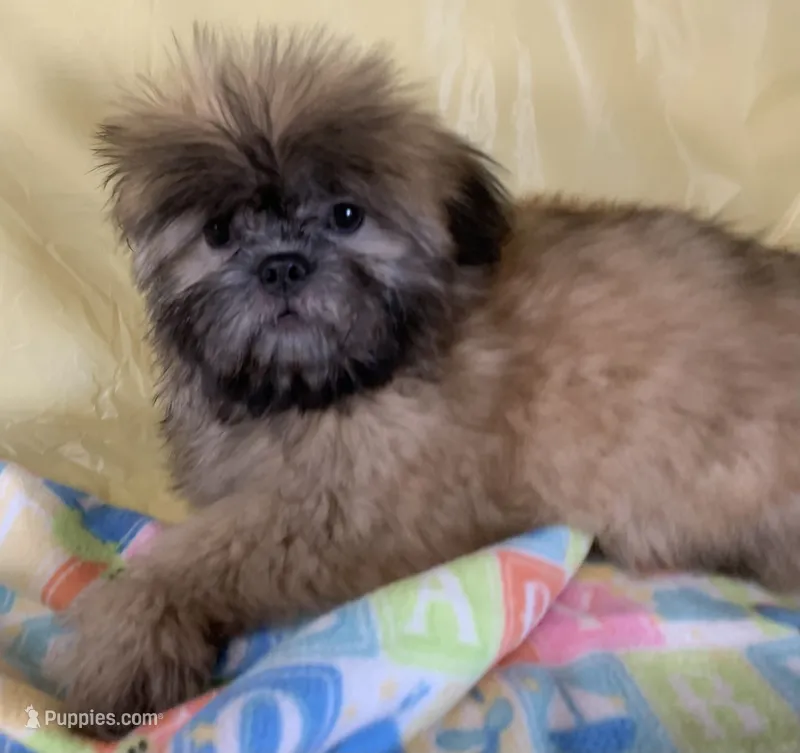 Red – Shih Tzu puppy for sale in Adel, GA