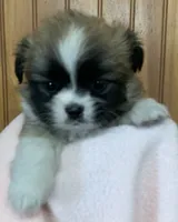 Baby, a female Shih Tzu for sale in Adel, GA – 3 of 5