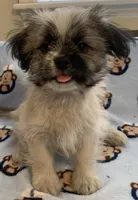 Bernard, a male Shih Tzu for sale in Adel, GA – 3 of 4