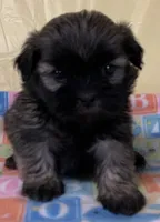 Sassy , a female Shih Tzu for sale in Adel, GA – 1 of 1