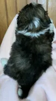 Bittie, a female Shih Tzu for sale in Adel, GA – 8 of 8