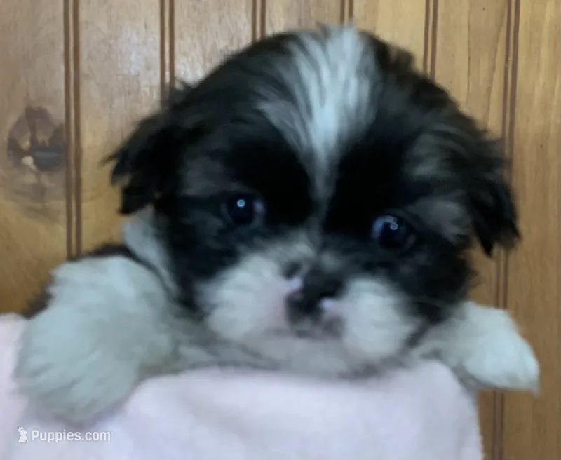 Bittie – Shih Tzu puppy for sale in Adel, GA