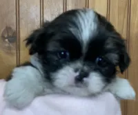 Bittie, a female Shih Tzu for sale in Adel, GA – 5 of 8
