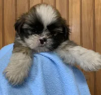 Bennie, a male Shih Tzu for sale in Adel, GA – 2 of 5
