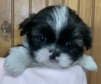 Bittie, a female Shih Tzu for sale in Adel, GA – 6 of 8