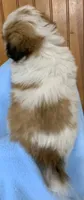 Chance, a male Shih Tzu for sale in Adel, GA – 4 of 5