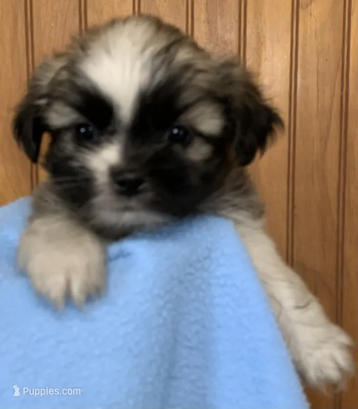 Bernard – Shih Tzu puppy for sale in Adel, GA