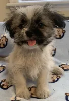 Bernard, a male Shih Tzu for sale in Adel, GA – 2 of 4
