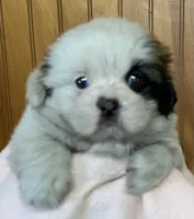 Dina, a female Shih Tzu for sale in Adel, GA – 3 of 5