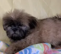 Red, a female Shih Tzu for sale in Adel, GA – 3 of 10