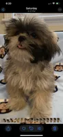 Bennie, a male Shih Tzu for sale in Adel, GA – 2 of 6