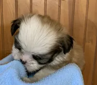 Baby Boy, a male Shih Tzu for sale in Adel, GA – 4 of 7