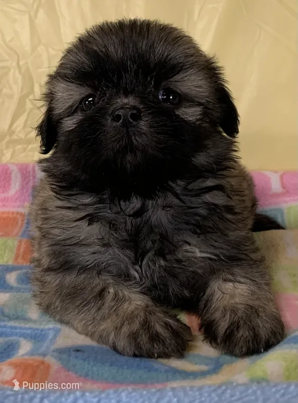 Sonny – Shih Tzu puppy for sale in Adel, GA