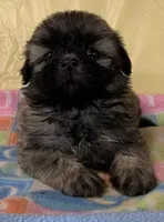 Sonny, a male Shih Tzu for sale in Adel, GA – 1 of 1