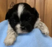 Lige, a male Shih Tzu for sale in Adel, GA – 3 of 3