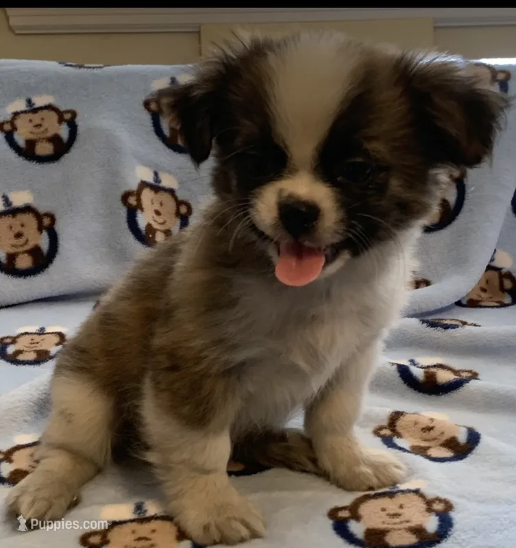Bear – Shih Tzu puppy for sale in Adel, GA