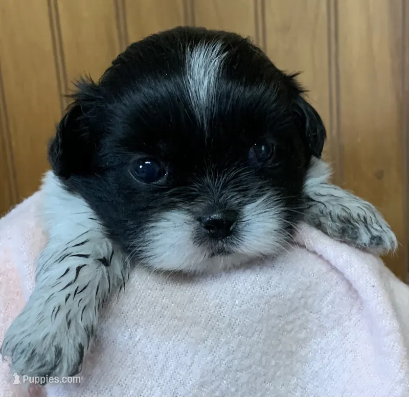 Anna – Shih Tzu puppy for sale in Adel, GA
