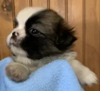 Bear, a male Shih Tzu for sale in Adel, GA – 4 of 8
