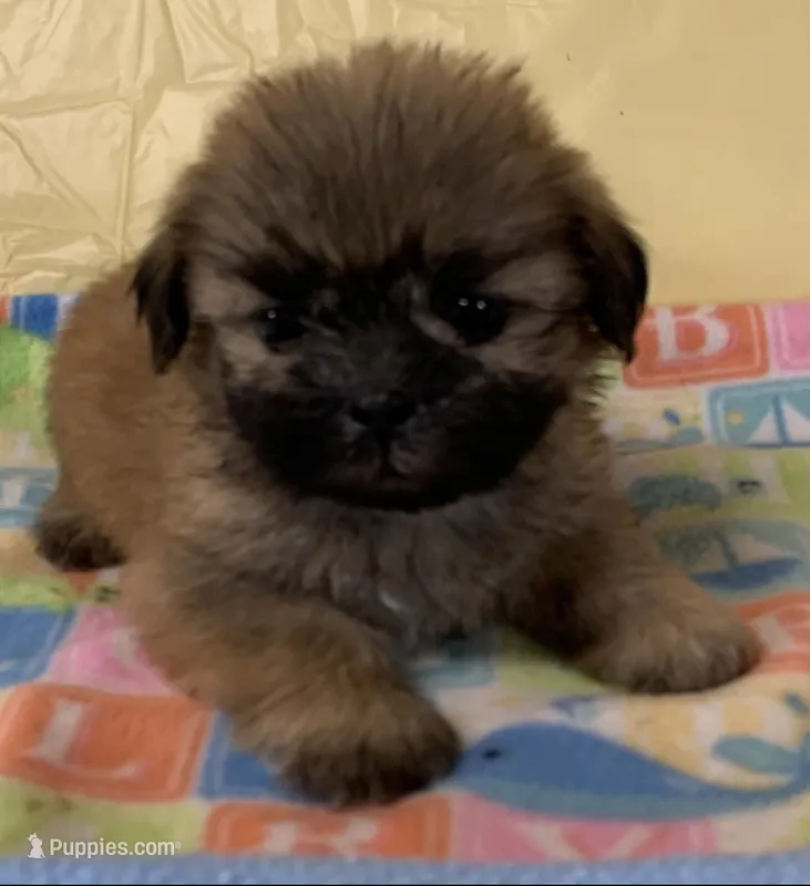 Sammy – Shih Tzu puppy for sale in Adel, GA