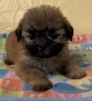 Sammy, a male Shih Tzu for sale in Adel, GA – 1 of 1