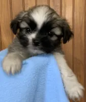 Bernard, a male Shih Tzu for sale in Adel, GA – 3 of 7