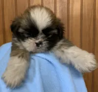 Bennie, a male Shih Tzu for sale in Adel, GA – 3 of 5