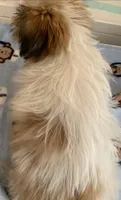 Chance, a male Shih Tzu for sale in Adel, GA – 2 of 7