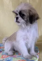 Baby, a female Shih Tzu for sale in Adel, GA – 2 of 5