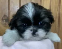 Bittie, a female Shih Tzu for sale in Adel, GA – 2 of 8
