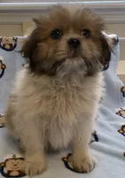 Bobby, a male Shih Tzu for sale in Adel, GA – 2 of 7