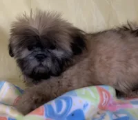 Red, a female Shih Tzu for sale in Adel, GA – 4 of 10