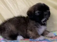 Sonny, a male Shih Tzu for sale in Adel, GA – 8 of 10