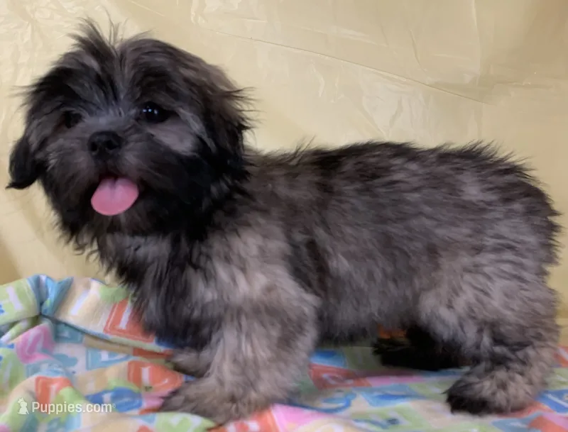 Sassy  – Shih Tzu puppy for sale in Adel, GA