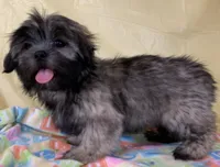 Sassy , a female Shih Tzu for sale in Adel, GA – 1 of 5