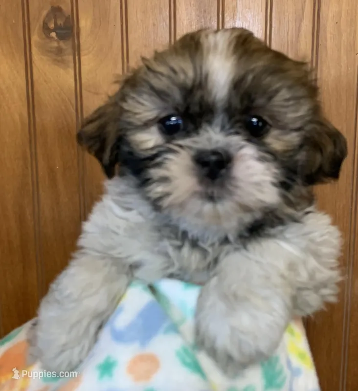Betsy – Shih Tzu puppy for sale in Adel, GA