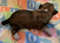 Betsy, a female Shih Tzu for sale in Adel, GA – Photo 5 of 6