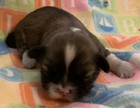 Betsy, a female Shih Tzu for sale in Adel, GA – Photo 2 of 6