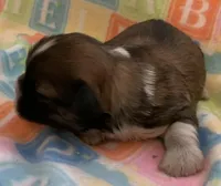 Betsy, a female Shih Tzu for sale in Adel, GA – Photo 3 of 6