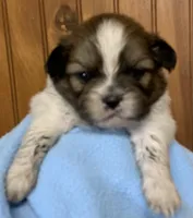 Bobby, a male Shih Tzu for sale in Adel, GA – 3 of 4