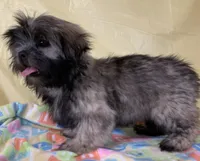 Sassy , a female Shih Tzu for sale in Adel, GA – 4 of 5