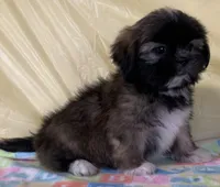 Sonny, a male Shih Tzu for sale in Adel, GA – 5 of 10