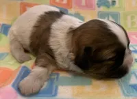 Chance, a male Shih Tzu for sale in Adel, GA – Photo 5 of 9