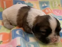 Chance, a male Shih Tzu for sale in Adel, GA – Photo 2 of 9