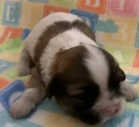 Chance, a male Shih Tzu for sale in Adel, GA – Photo 1 of 9