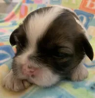 Chance, a male Shih Tzu for sale in Adel, GA – Photo 4 of 9