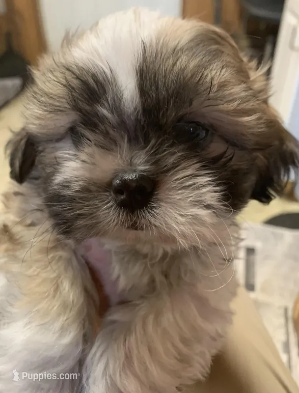 Chance – Shih Tzu puppy for sale in Adel, GA