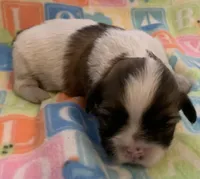 Chance, a male Shih Tzu for sale in Adel, GA – Photo 3 of 9